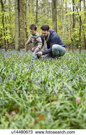 Father and son picking flowers in forest View Large Photo Image Stock Image - Father and son picking flowers in forest. Fotosearch