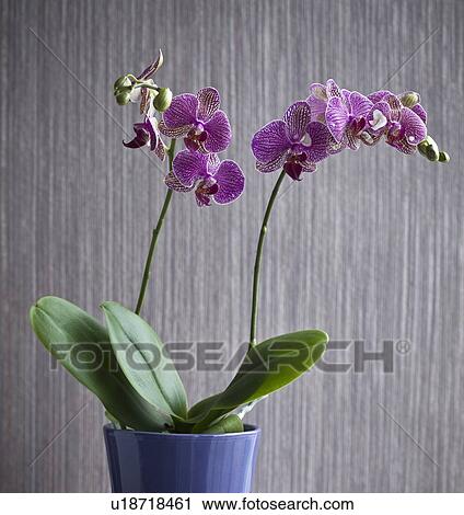 Potted orchid flower indoors View Large Photo Image Stock Image - Potted orchid flower indoors. Fotosearch