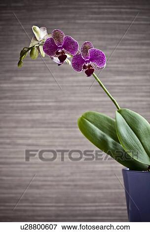 Potted orchid flower indoors View Large Photo Image Stock Photo - Potted orchid flower indoors. Fotosearch