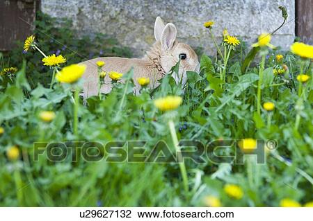 Rabbit hiding in dandelion flowers View Large Photo Image Stock Image - Rabbit hiding in dandelion flowers. Fotosearch
