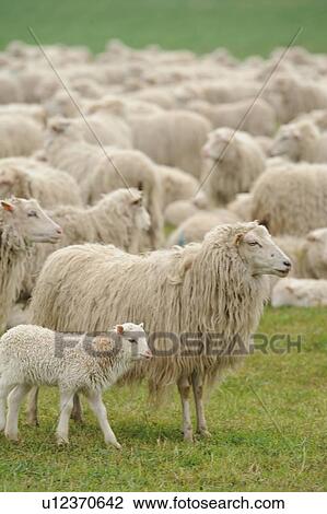 Stock Image - Sheep grazing in grassy field. Fotosearch