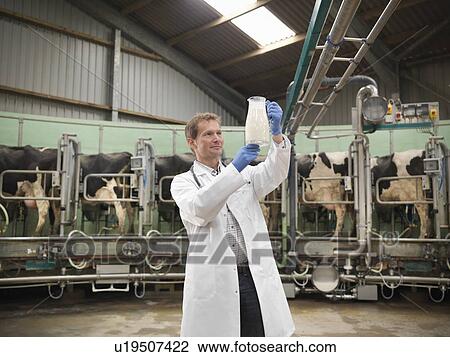 Vet checking milk in milking parlor View Large Photo Image Stock Image - Vet checking milk in milking parlor. Fotosearch