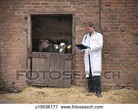 Stock Photo - Veterinarian checking cows in barn. Fotosearch