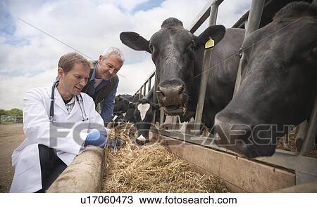 Stock Image - Veterinarian examining cow feed in barn. Fotosearch