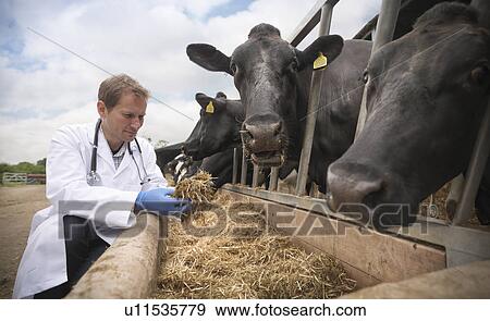 Veterinarian examining cow feed in barn View Large Photo Image Stock Photo - Veterinarian examining cow feed in barn. Fotosearch