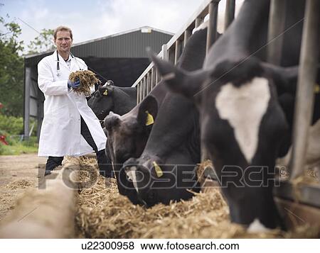 Stock Photo - Veterinarian examining cow feed in barn. Fotosearch