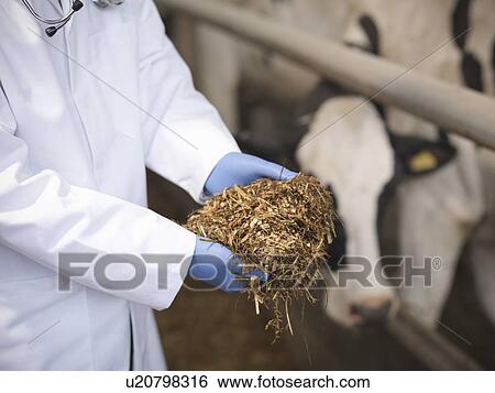 Veterinarian examining cow feed in barn View Large Photo Image Stock Photograph - Veterinarian examining cow feed in barn. Fotosearch