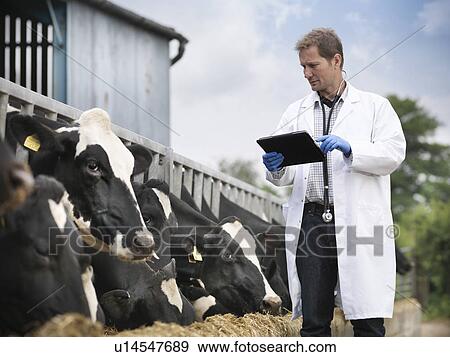 Veterinarian using tablet computer View Large Photo Image Stock Photo - Veterinarian using tablet computer. Fotosearch