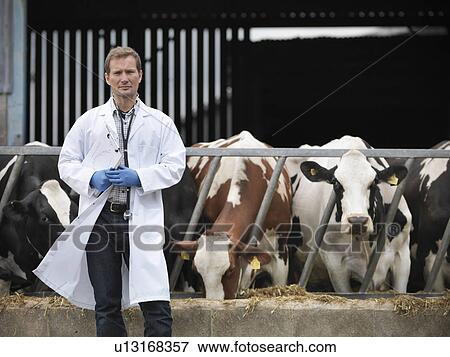 Stock Photo - Veterinarian walking by cows in barn. Fotosearch