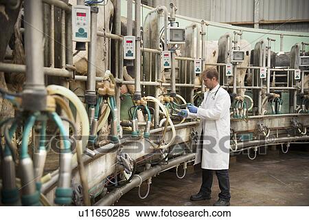 Veterinarian with cows in milking parlor View Large Photo Image Stock Photography - Veterinarian with cows in milking parlor. Fotosearch