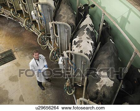 Veterinarian working in milking parlor View Large Photo Image Picture - Veterinarian working in milking parlor. Fotosearch