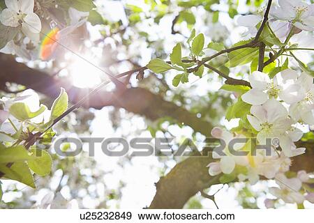 Stock Photo - White flowers growing on tree. Fotosearch