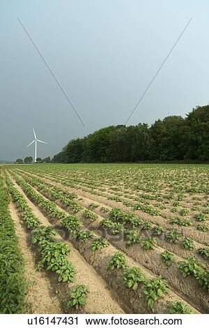 Wind turbine by field View Large Photo Image Stock Image - Wind turbine by field. Fotosearch