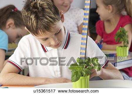 Boy learning about plants in school class View Large Photo Image Stock Photo - Boy learning about plants in school class. Fotosearch
