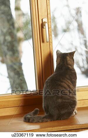 Stock Photo - Cat Sitting On Window Ledge Looking At Snowy View. Fotosearch