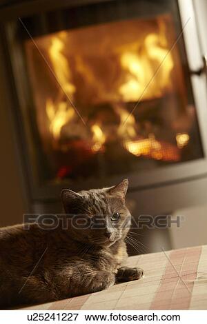 Close Up Of Cat Relaxing By Cosy Log Fire View Large Photo Image Stock Photo - Close Up Of Cat Relaxing By Cosy Log Fire. Fotosearch