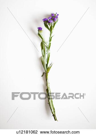 Stock Image - Blue flower on white background, studio shot. Fotosearch