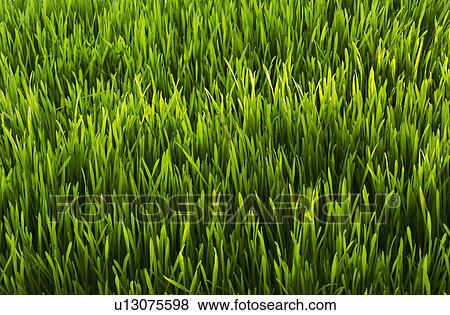 Close-up of green grass View Large Photo Image Stock Photo - Close-up of green grass. Fotosearch