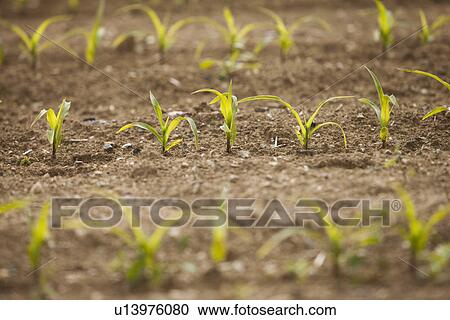 Close-up of sprouting corn View Large Photo Image Stock Image - Close-up of sprouting corn. Fotosearch