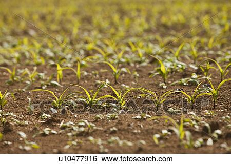 Close-up of sprouting corn View Large Photo Image Stock Photograph - Close-up of sprouting corn. Fotosearch