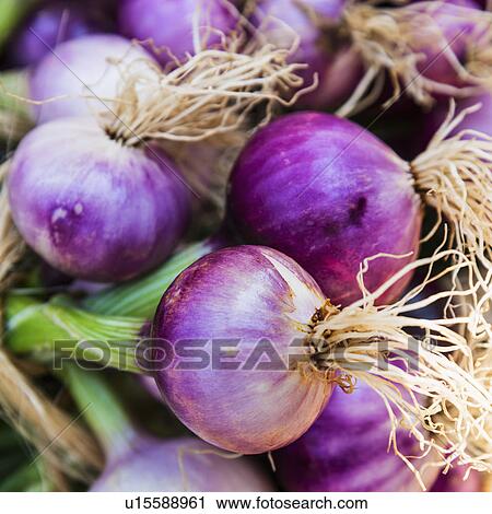 Stock Image - Close-up shot of red onions. Fotosearch