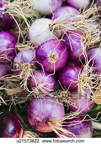 Close-up shot of red onions View Large Photo Image Stock Image - Close-up shot of red onions. Fotosearch