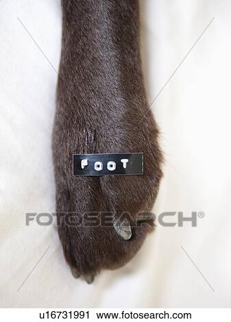 Stock Image - Dog's paw with text 'foot' on it. Fotosearch