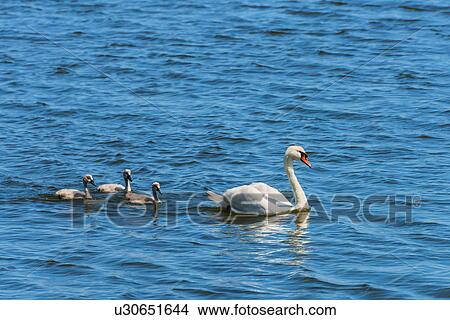 Female swan and chicks swimming in lake View Large Photo Image Picture - Female swan and chicks swimming in lake. Fotosearch