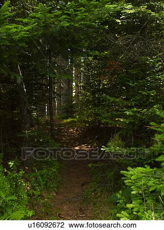 Firebreak in pine forest View Large Photo Image Stock Image - Firebreak in pine forest. Fotosearch