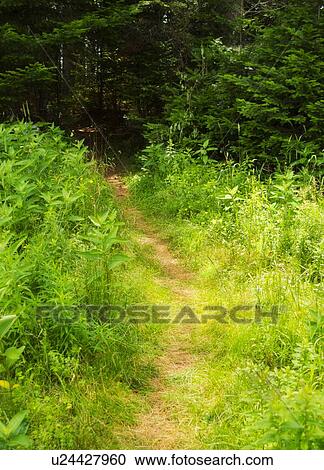 Forest path View Large Photo Image Stock Image - Forest path. Fotosearch
