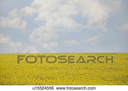 France, Rocroi, Field of blooming rape View Large Photo Image Stock Photograph - France, Rocroi, Field of blooming rape. Fotosearch