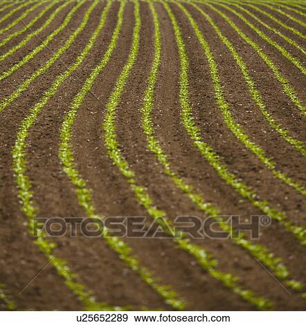 France, Rocroi, Field with growing vegetables View Large Photo Image Stock Photo - France, Rocroi, Field with growing vegetables. Fotosearch
