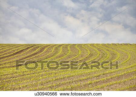 Stock Photograph - France, Rocroi, Field with sprouting croon. Fotosearch