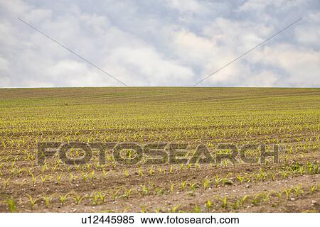 Stock Photography - France, Rocroi, Field with sprouting corn. Fotosearch