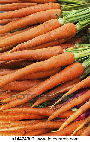 Fresh carrots View Large Photo Image Stock Photo - Fresh carrots. Fotosearch