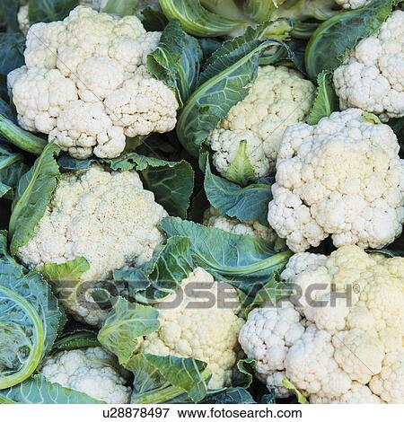 Fresh cauliflowers View Large Photo Image Stock Photo - Fresh cauliflowers. Fotosearch