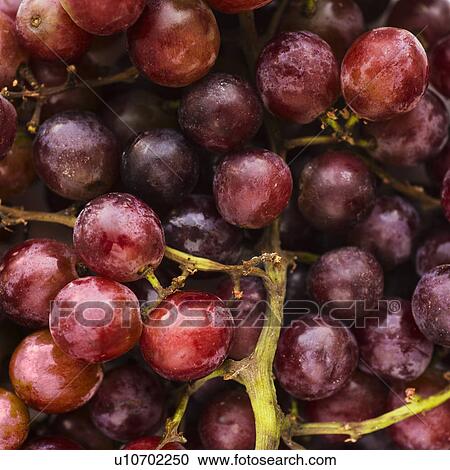 Fresh pink grapes View Large Photo Image Stock Image - Fresh pink grapes. Fotosearch