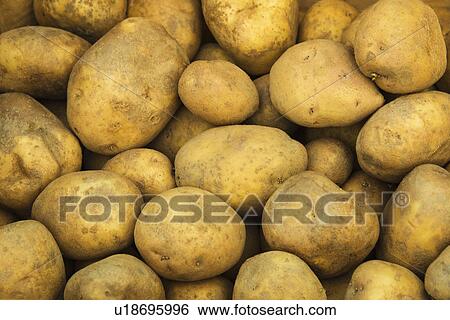 Fresh potatoes View Large Photo Image Stock Photograph - Fresh potatoes. Fotosearch
