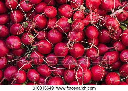 Fresh radish View Large Photo Image Stock Photo - Fresh radish. Fotosearch