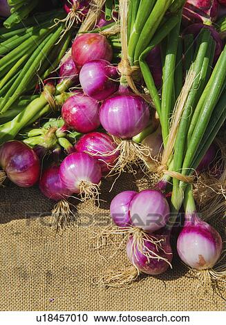 Fresh red onions in bunches View Large Photo Image Stock Image - Fresh red onions in bunches. Fotosearch