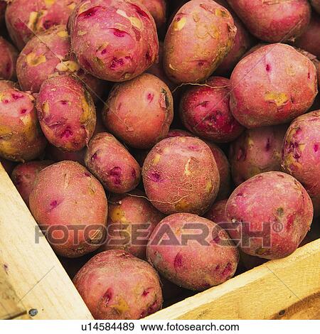 Fresh red potatoes View Large Photo Image Stock Photo - Fresh red potatoes. Fotosearch