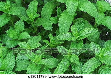 Stock Photo - Fresh spearmint. Fotosearch