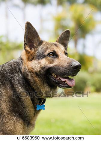German Shepard View Large Photo Image Stock Image - German Shepard. Fotosearch