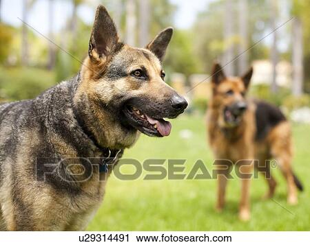 Stock Image - German Shepard. Fotosearch