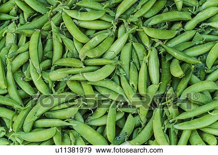 Stock Photo - Green beans. Fotosearch