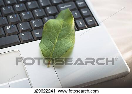 Green leaf on laptop View Large Photo Image Stock Image - Green leaf on laptop. Fotosearch