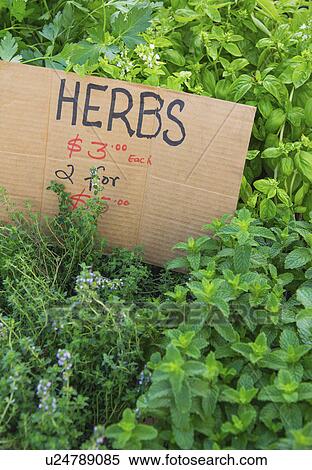 Herbs and price tag at market View Large Photo Image Stock Photography - Herbs and price tag at market. Fotosearch
