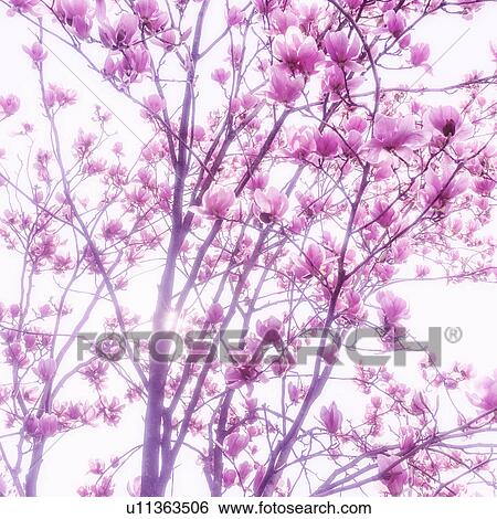 Stock Photograph - Magnolia blossoms. Fotosearch