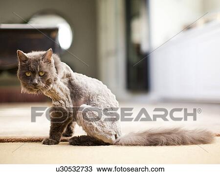 Stock Image - Partly shaved cat looking at camera. Fotosearch