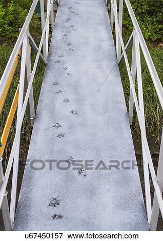 Pawprints on boardwalk View Large Photo Image Stock Photo - Pawprints on boardwalk. Fotosearch